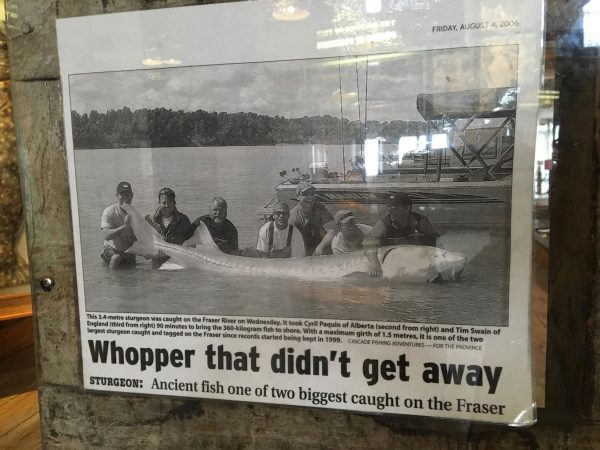 newspaper article clipping on sturgeon fishing