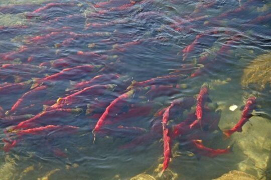 The Adams River Sockeye Salmon Run
