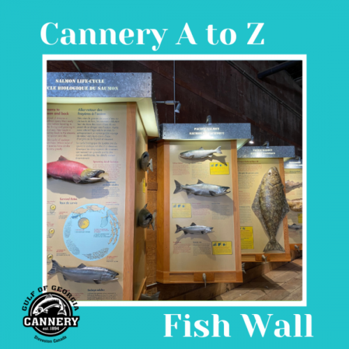 Cannery A to Z: F is for Fish Wall