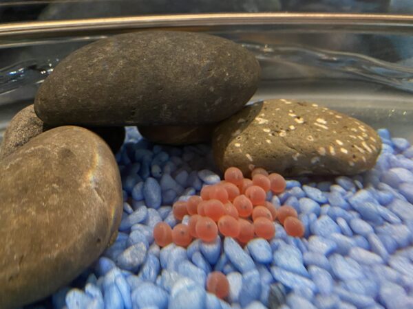 Eyed-eggs surrounded by rocks, n bottom of the Cannery's salmonids in the classroom tank