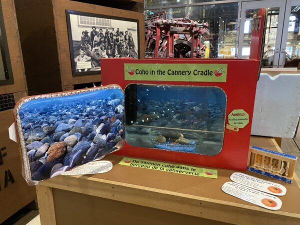 Coho salmon babies in a tank named the Cannery Cradle