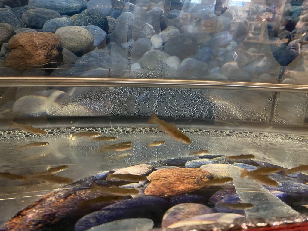 Alevin stage of coho salmon