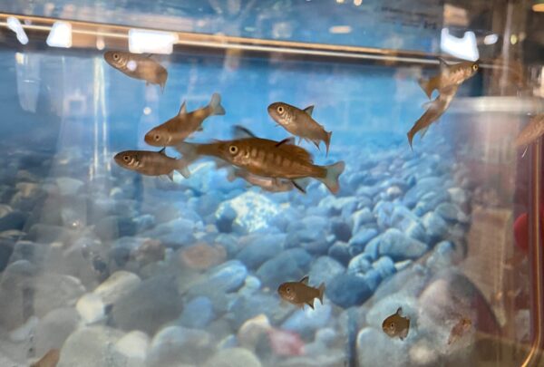 Fry stage coho salmon