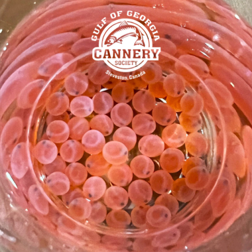 Cannery Crew Welcomes Salmonids!